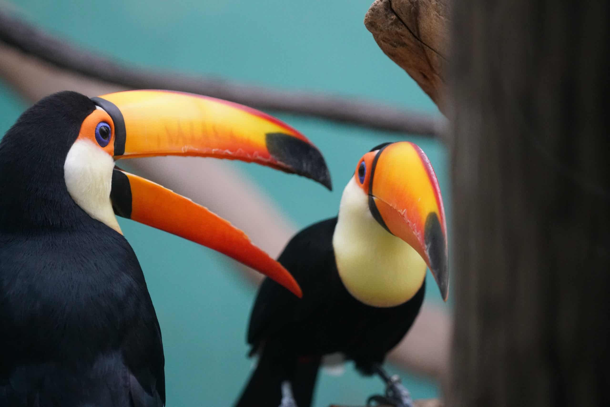 Can a toucan talk