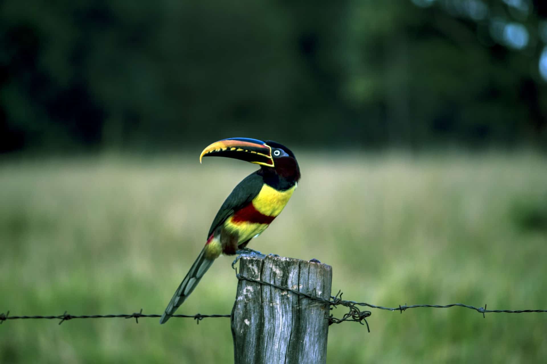 Chestnut Eared Aracari Toucan