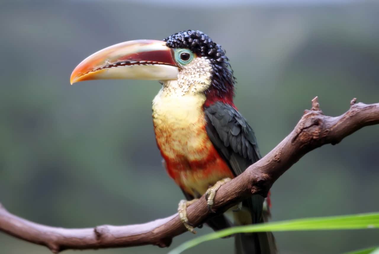 Curl Crested Aracari Toucan