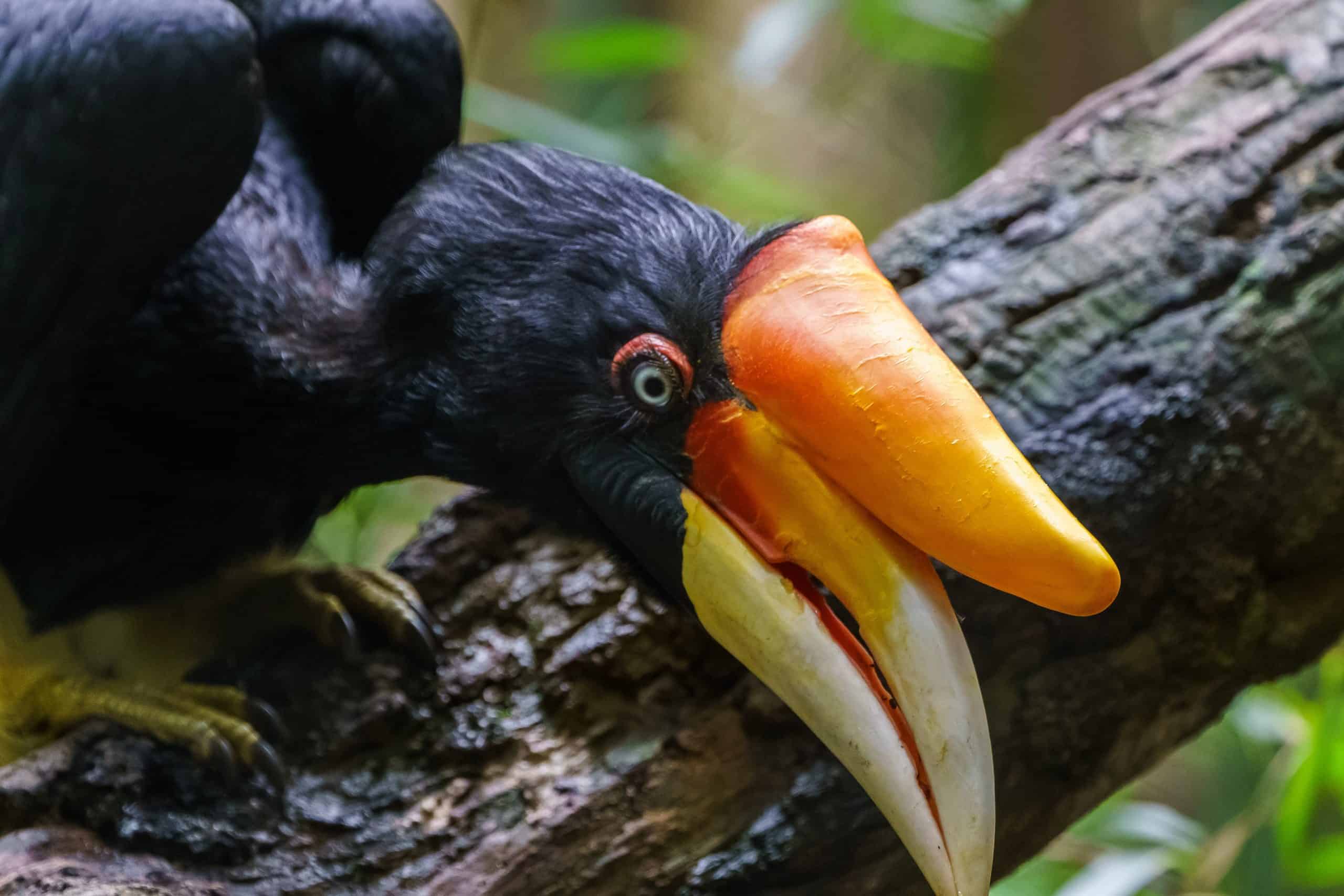 Hornbill vs Toucan