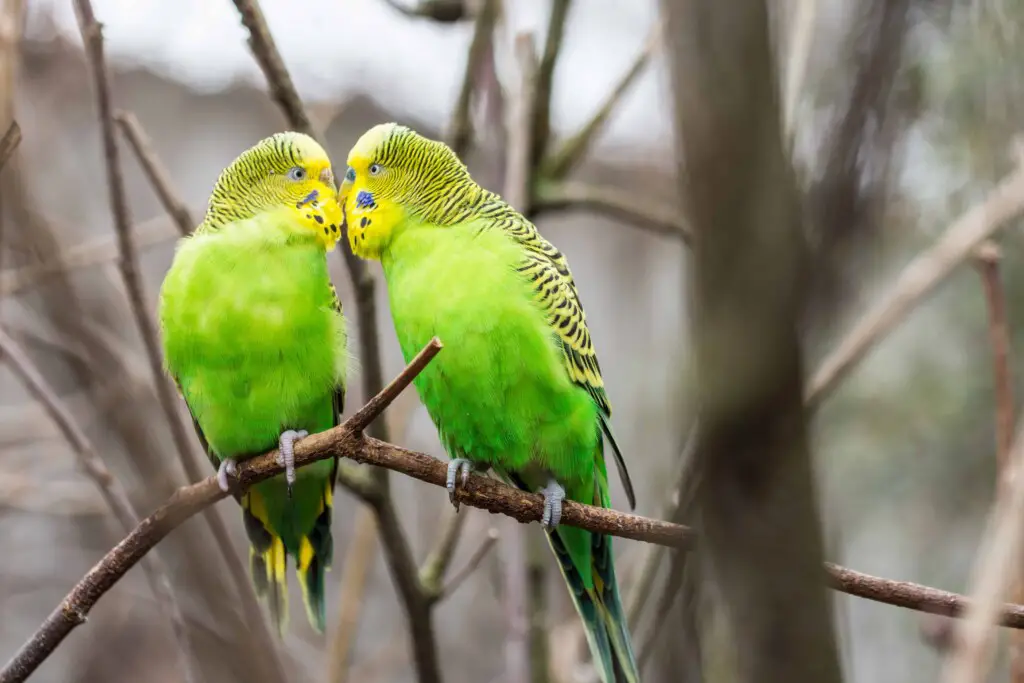 How To Tell The Gender Of A Lovebird