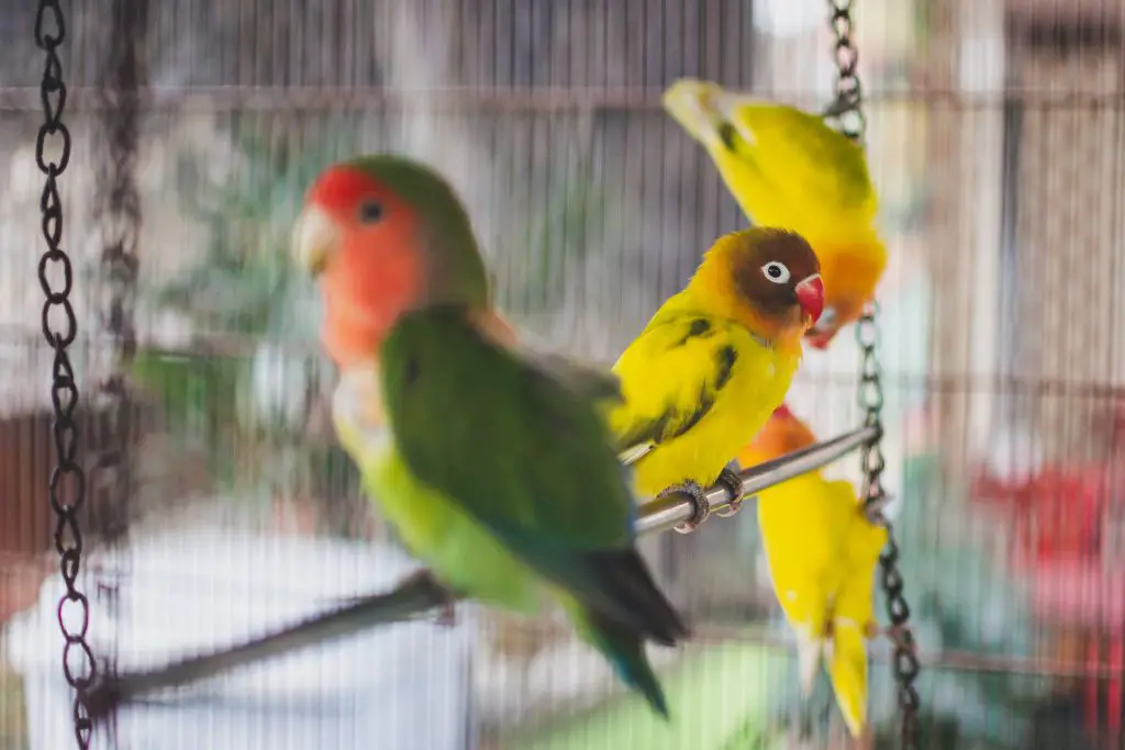 How To Stop Lovebirds From Screaming? How Loud Are Lovebirds?