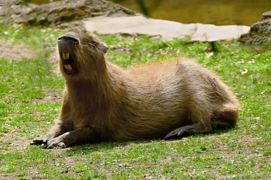 Pelican Trying To Eat Capybara