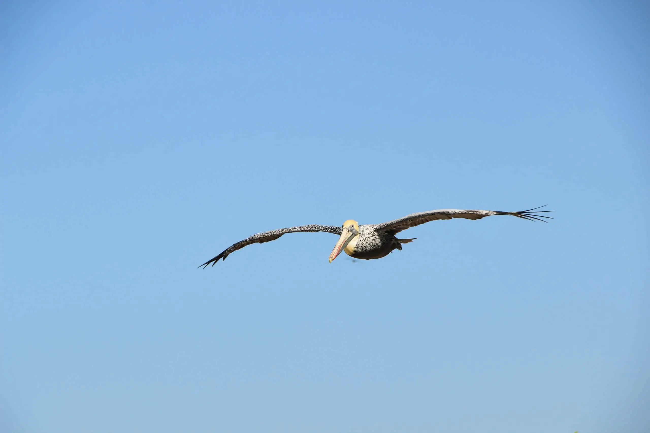 Pelicans Migration
