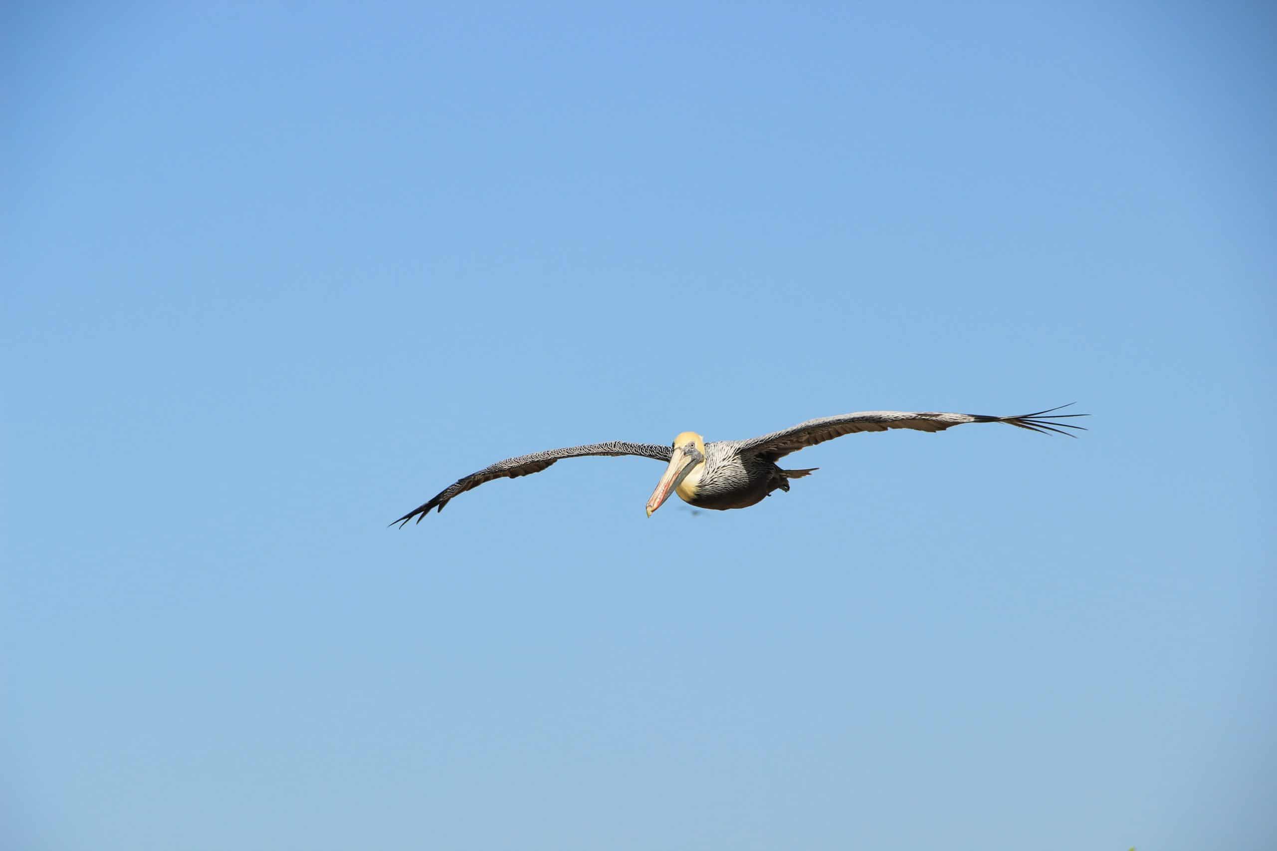 Pelicans Migration