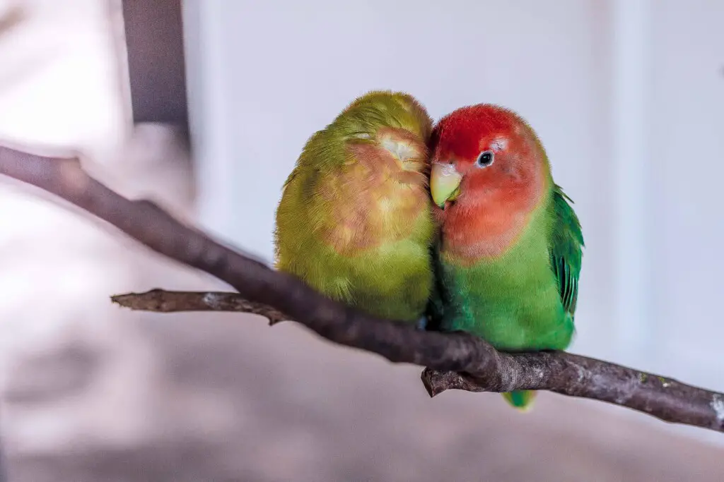 Rosy Faced Lovebird