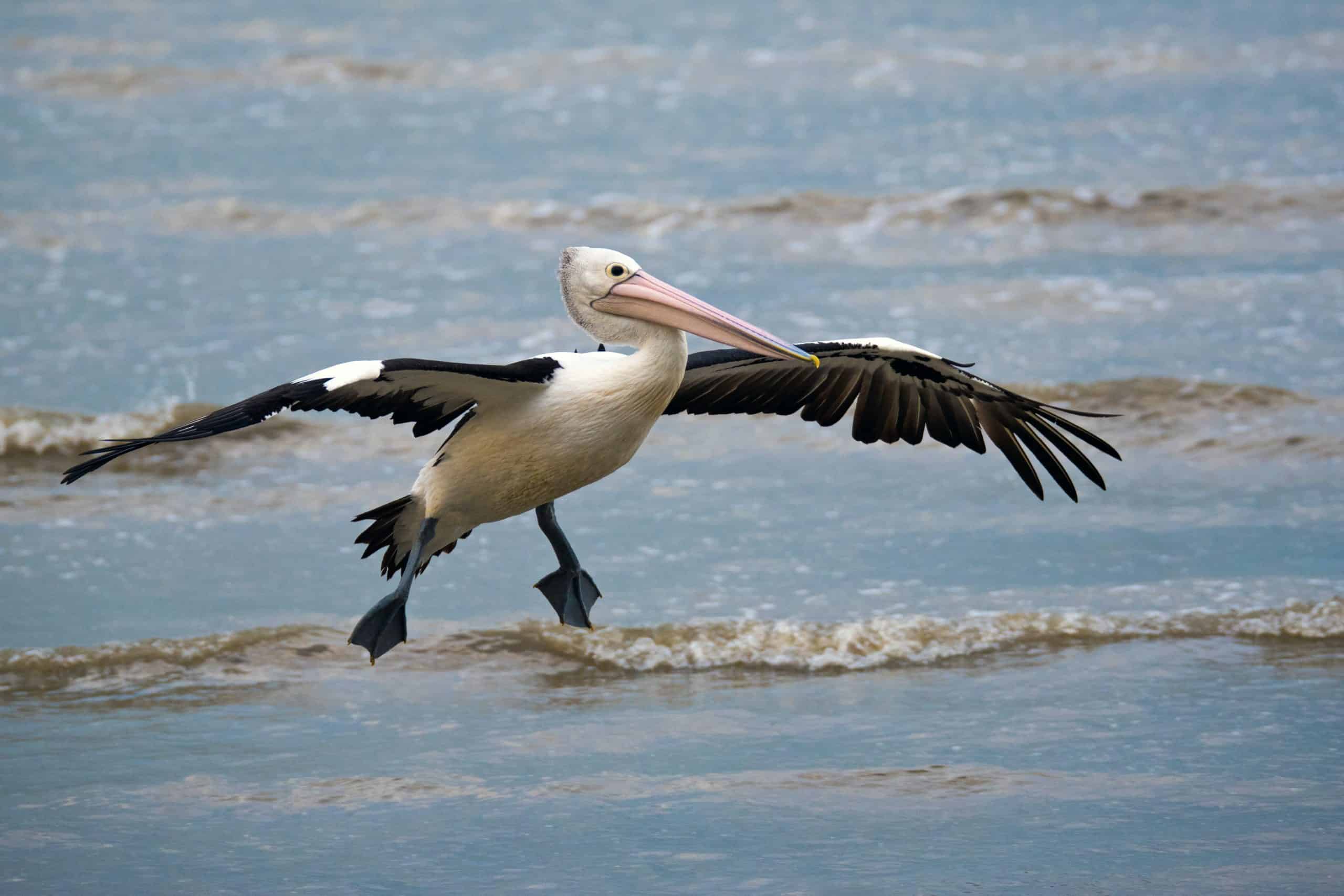 What Does Pelican Meat Taste like