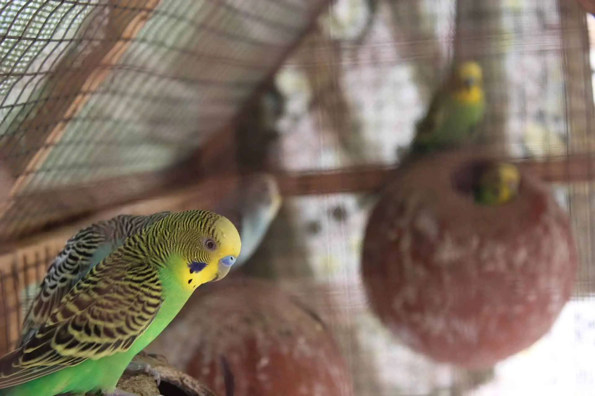 What Happens If A Lovebird Mate Dies