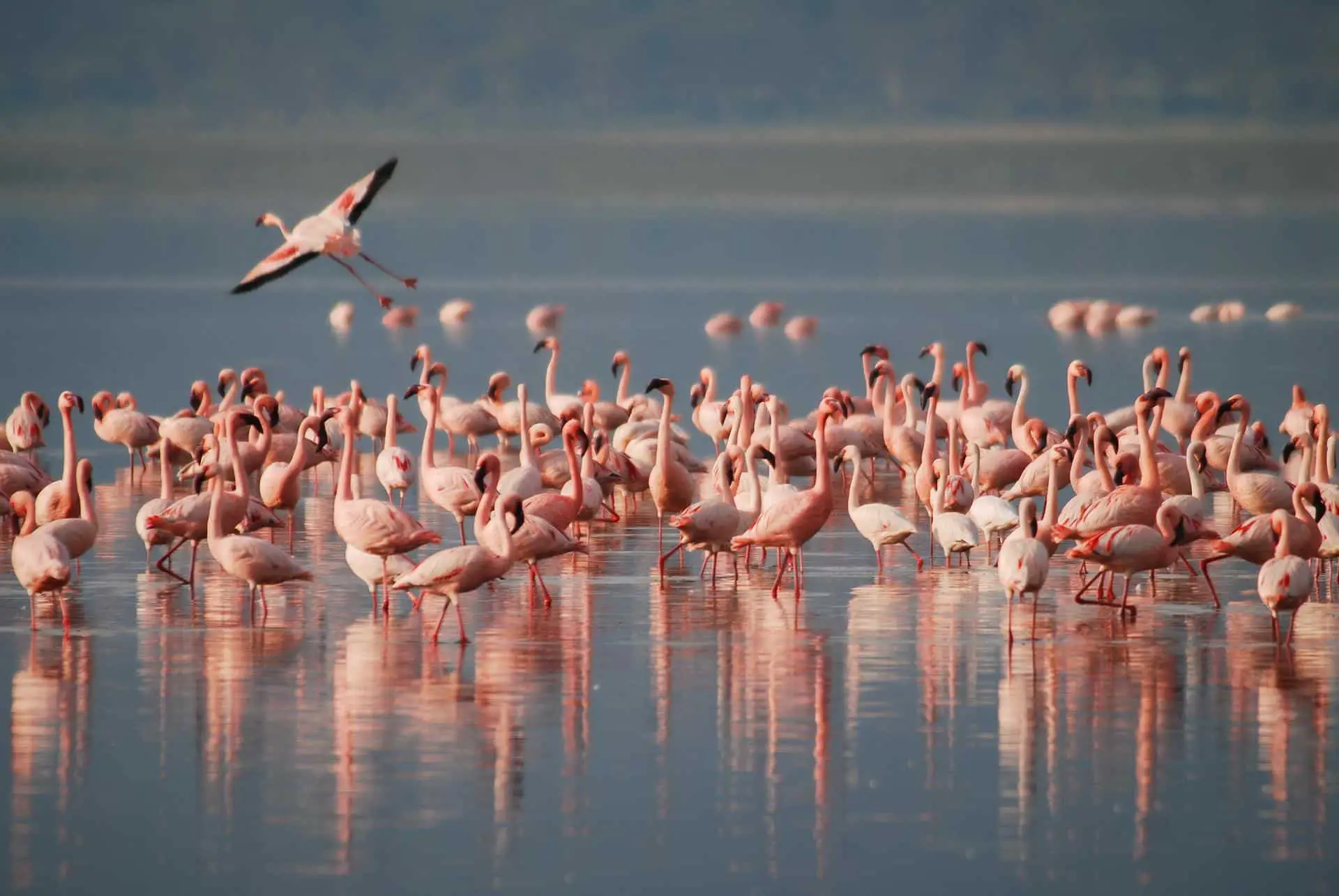What is a group of flamingos called?