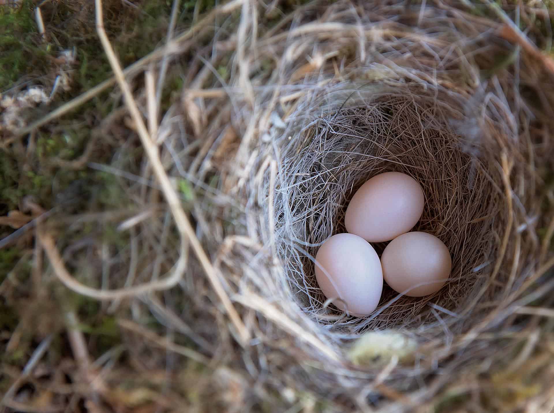 lovebird laying eggs