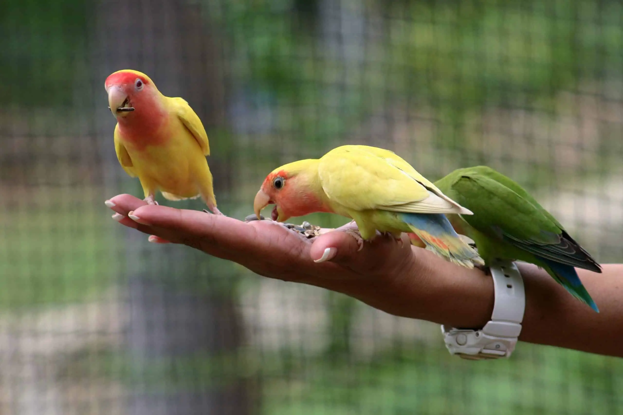parakeet vs lovebird vs parrotlet