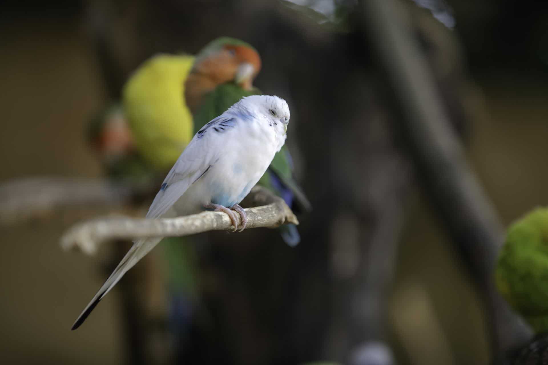 Can lovebirds live with other birds