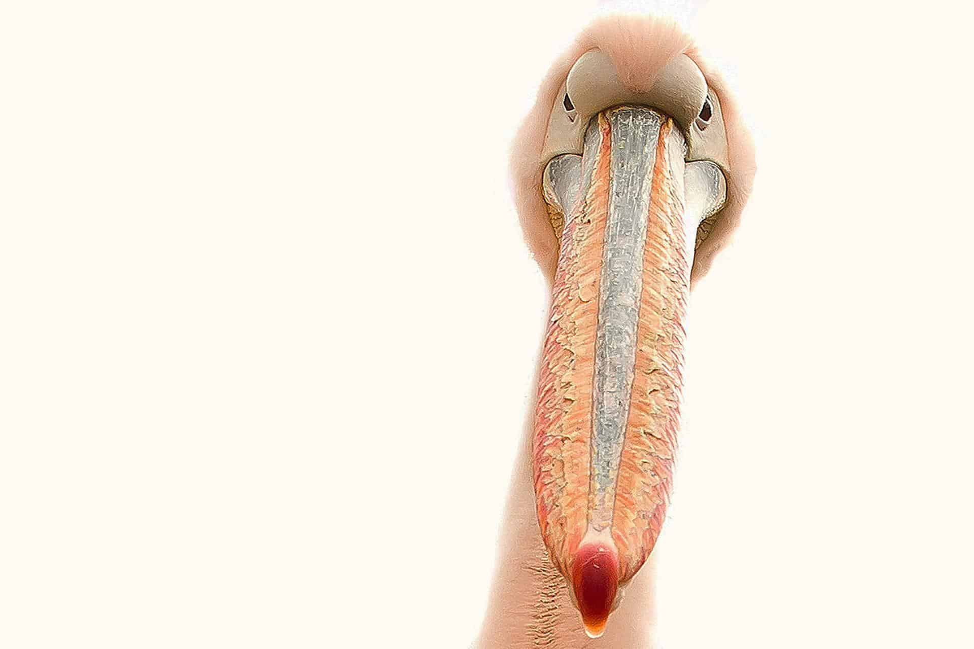 Pelican Beak