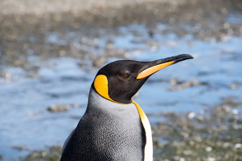 do penguins have teeth