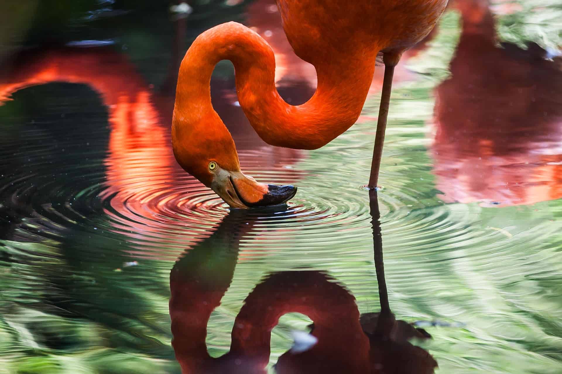 flamingo adaptations for survival