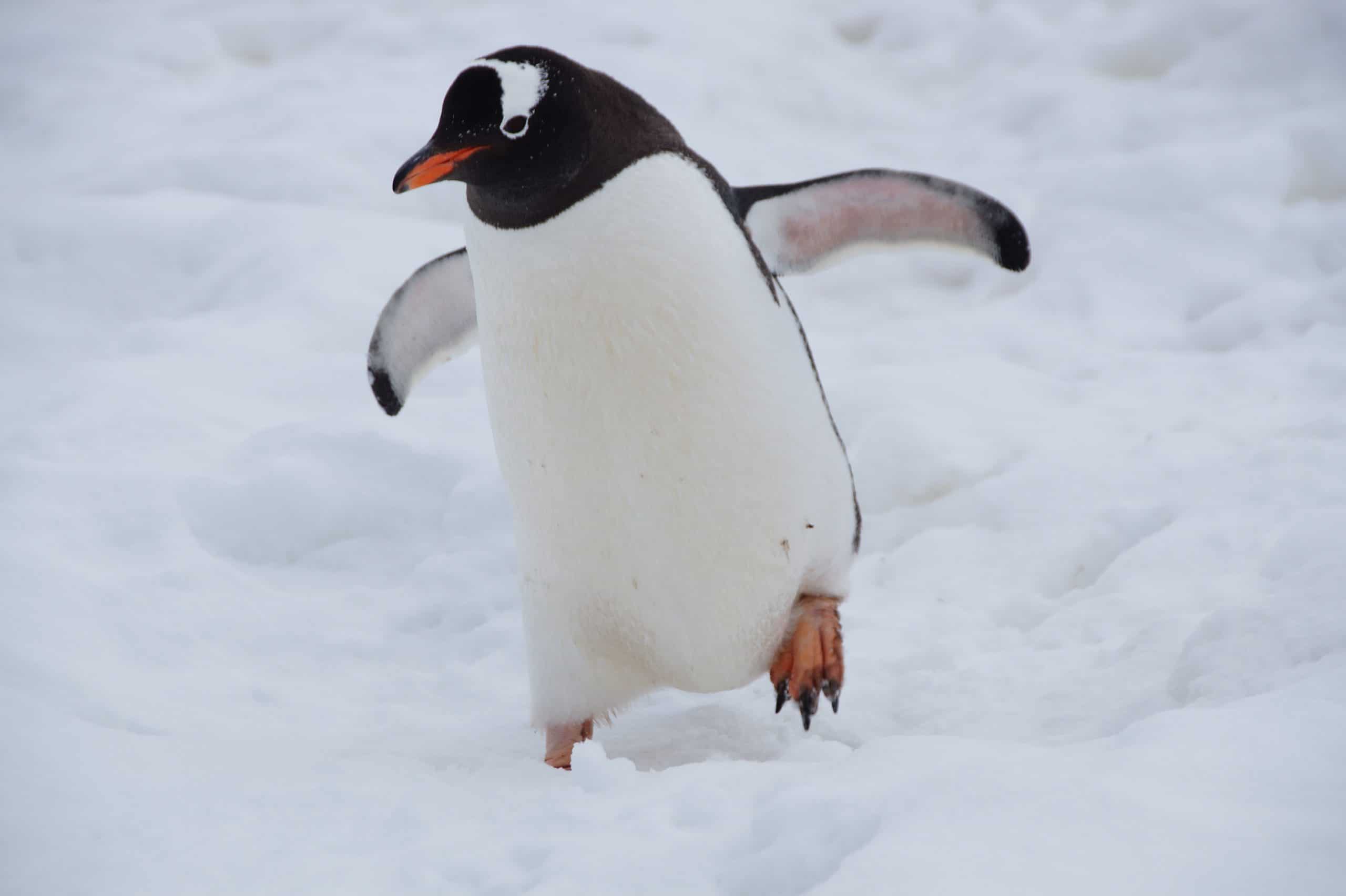 what makes a penguin a bird
