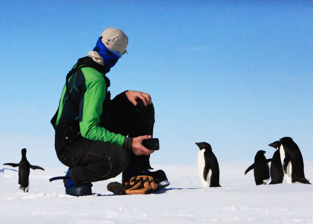 why are penguins not afraid of humans