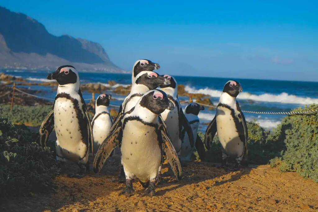 why do penguins waddle