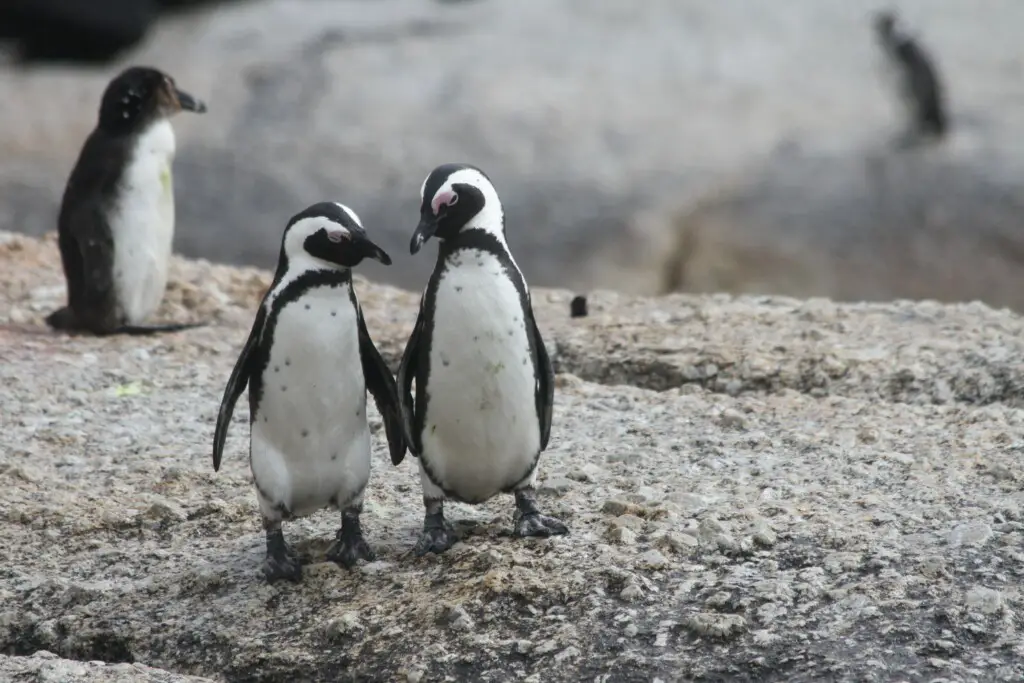 how long do penguins live