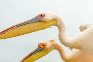 Where do pelicans live
