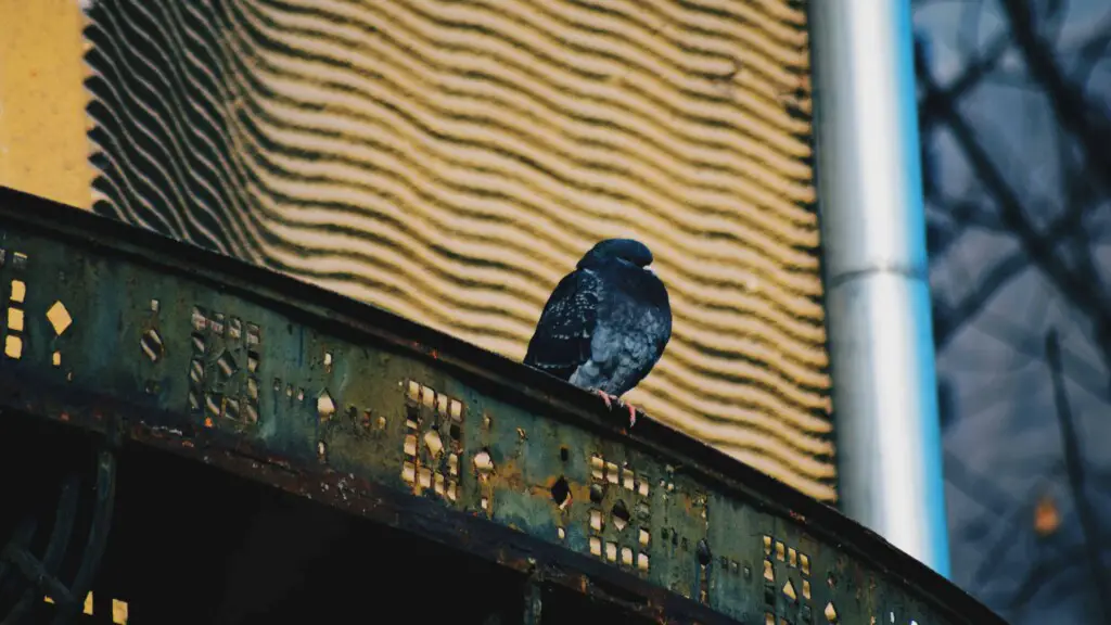 Do pigeons feel cold
