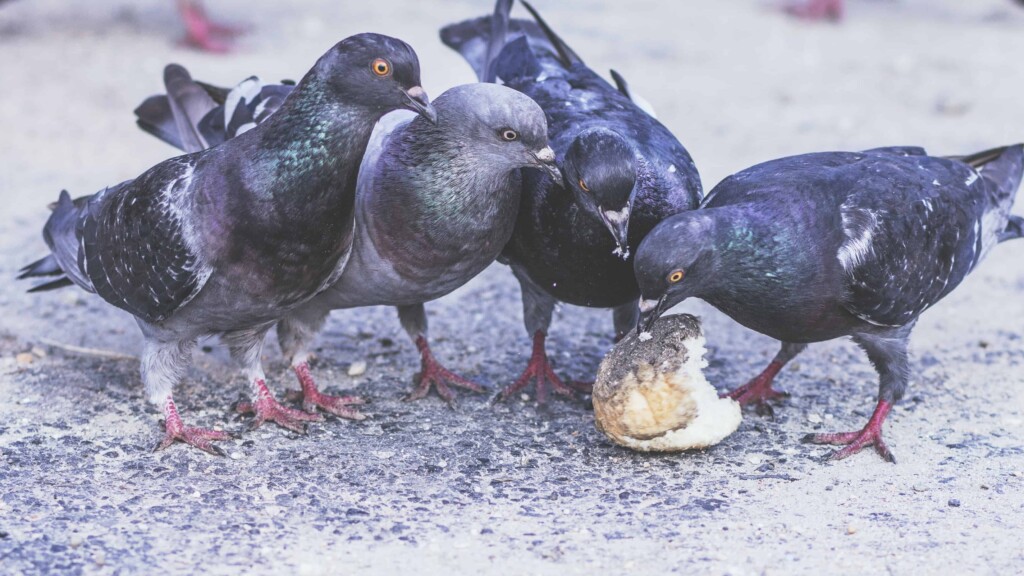 Do Pigeons Eat Insects