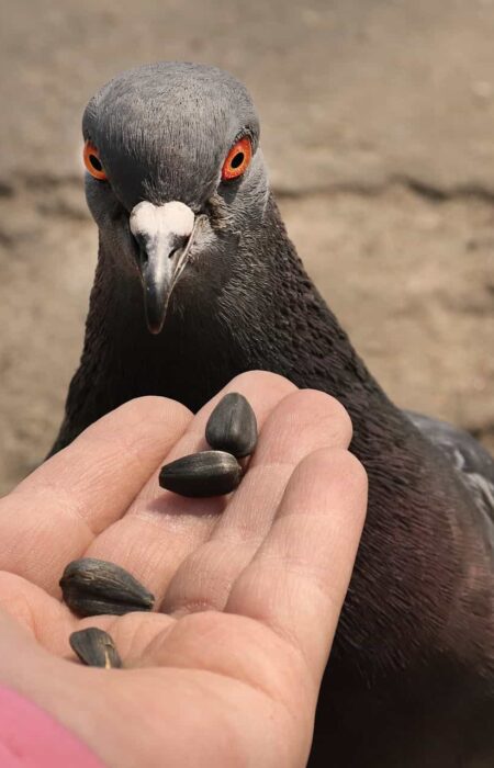 Do Pigeons Have Teeth