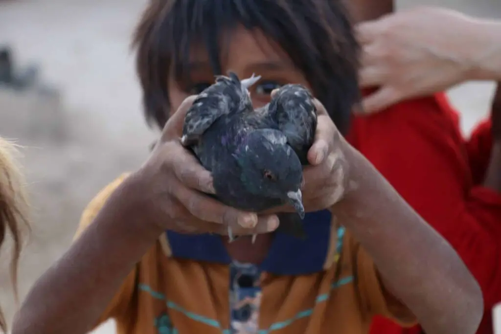 What do Baby Pigeons Eat