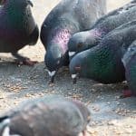 What do Pigeons Eat in the Wild