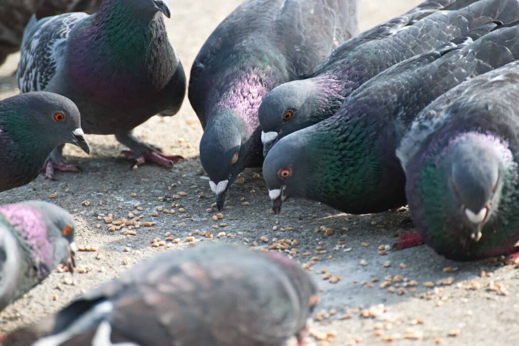 What do Pigeons Eat in the Wild