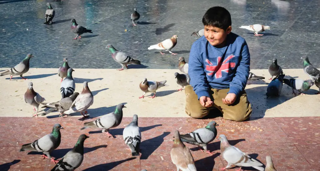 What do pigeons eat in the city