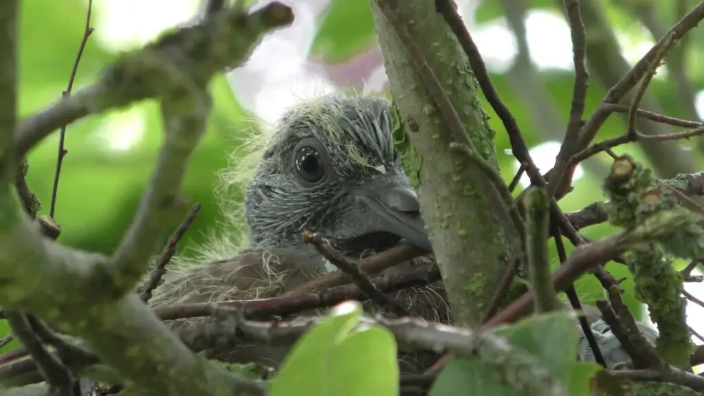 When do baby pigeons leave the nest?