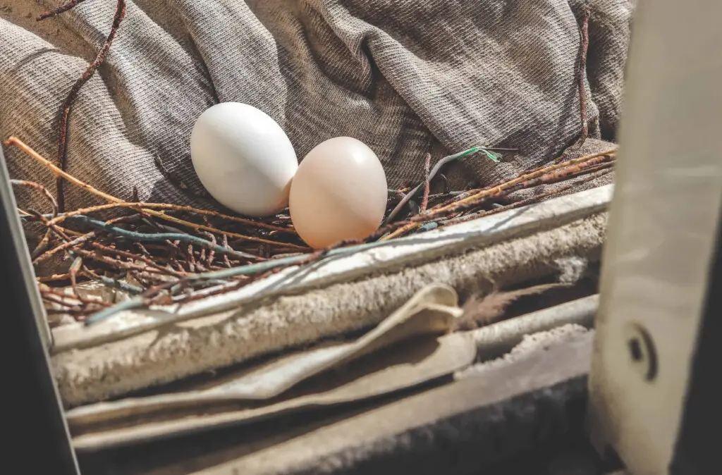 why do pigeons abandon their eggs
