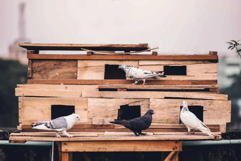 birds that look like a pigeon