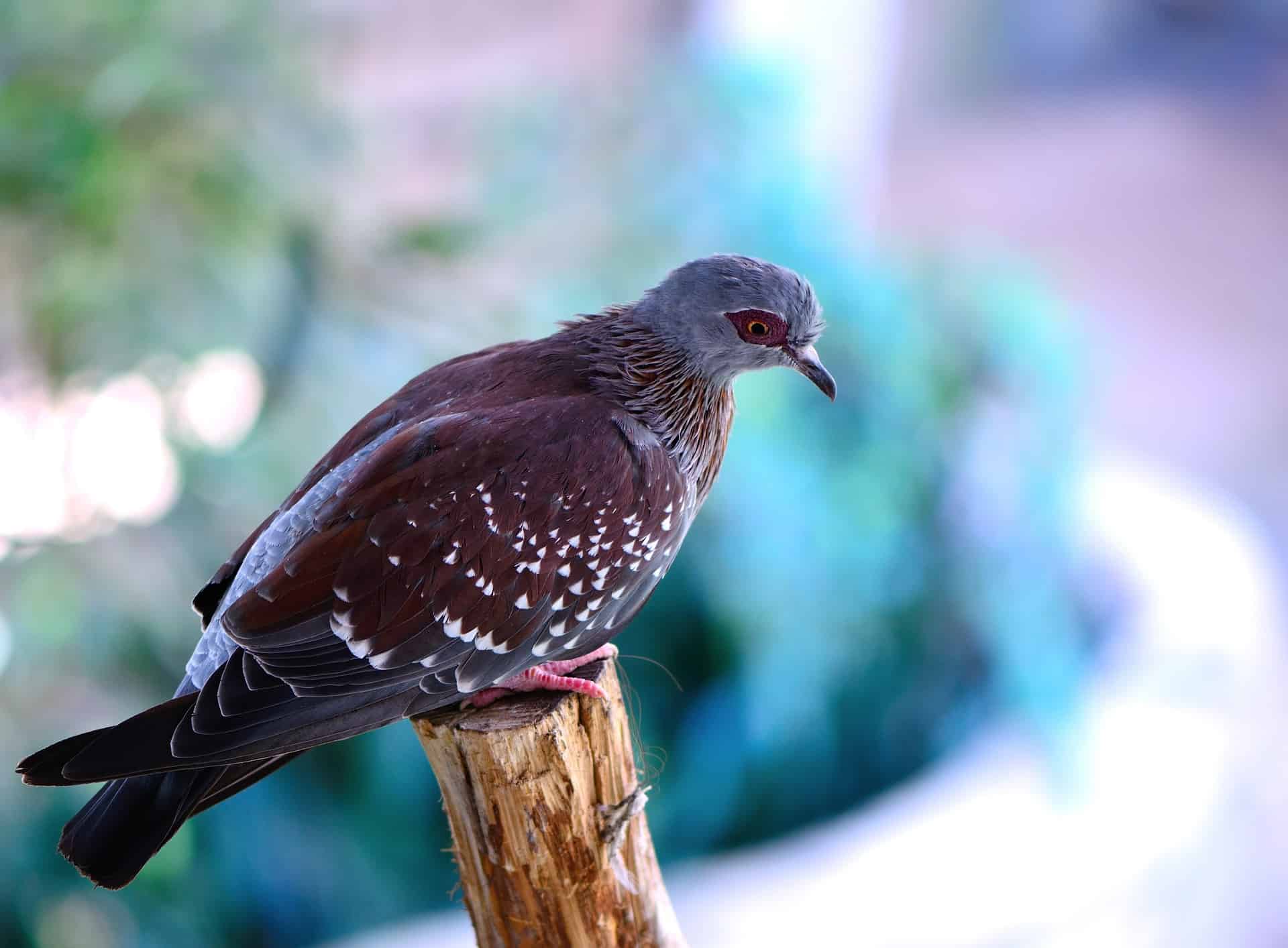 Canker in pigeons | Prevention, Medicinal & Natural treatment