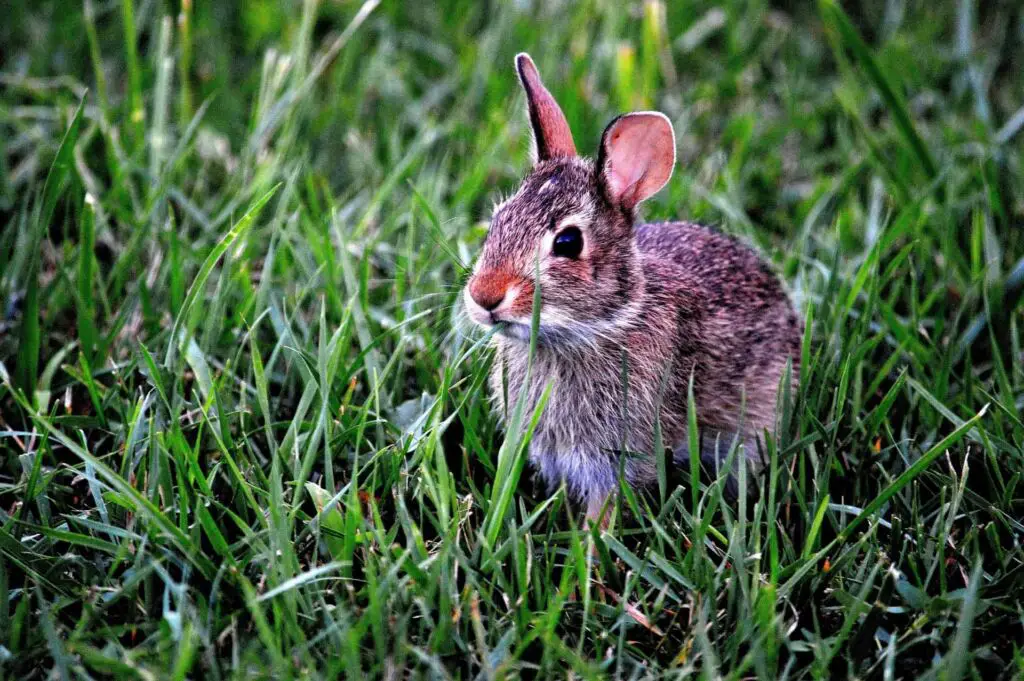 Do crows eat rabbits? Threats to Rabbits from Crows