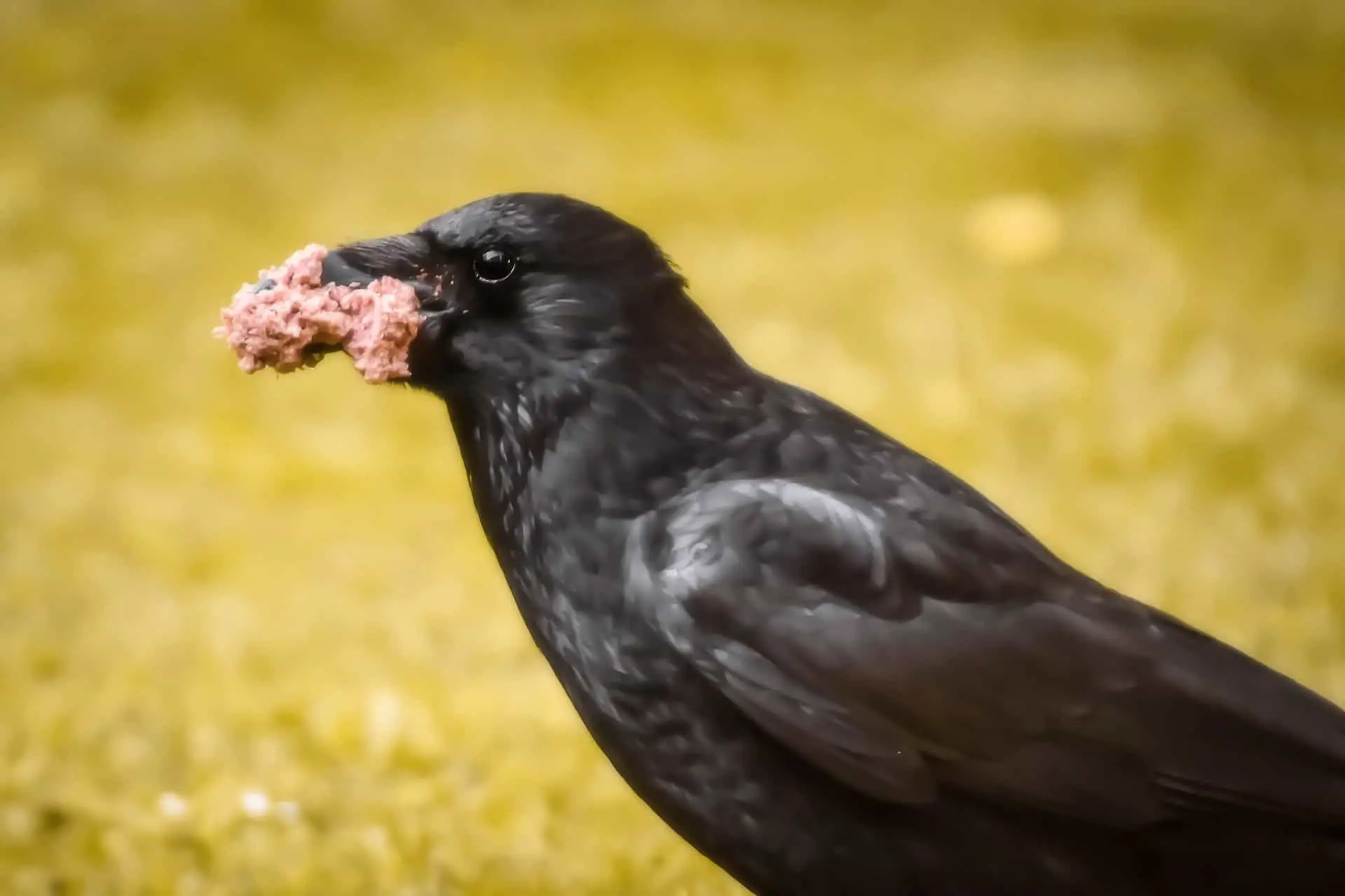 do crows eat rats