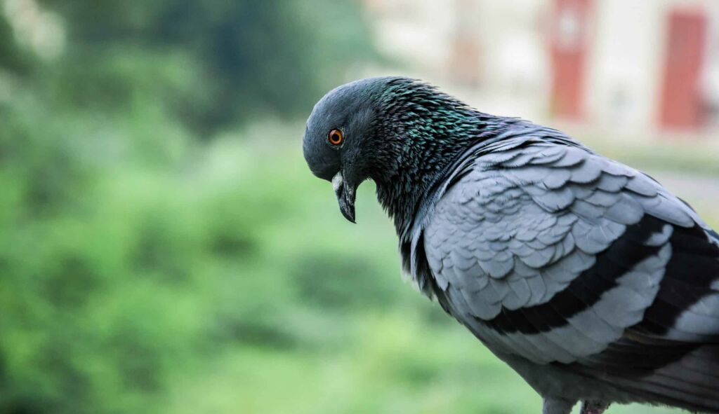 Do Pigeons Carry Diseases | Will they spread to humans? Health risks from pigeons: