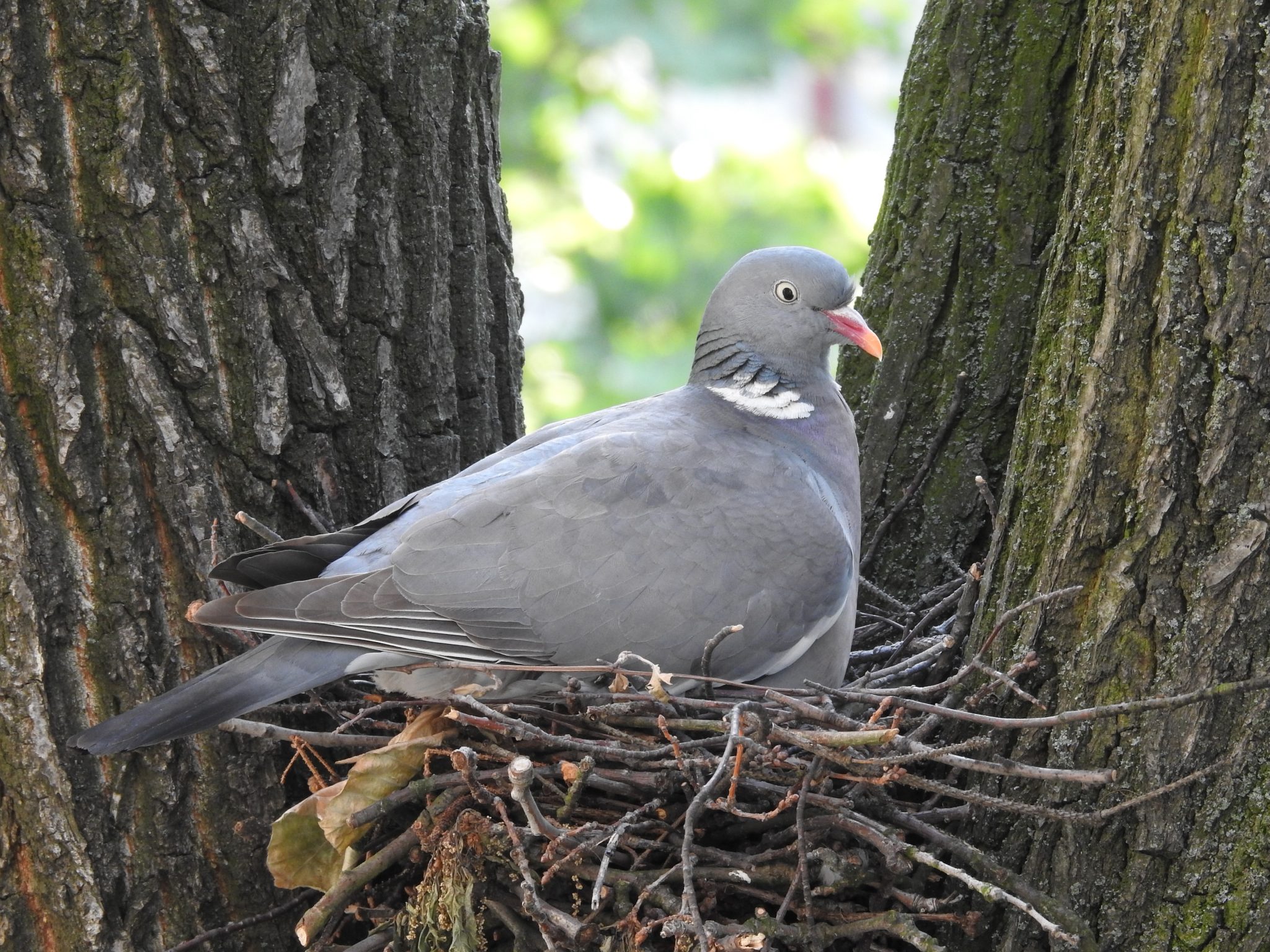 Pigeons: Do They Secretly Have Tiny Teeth? - wsxheub