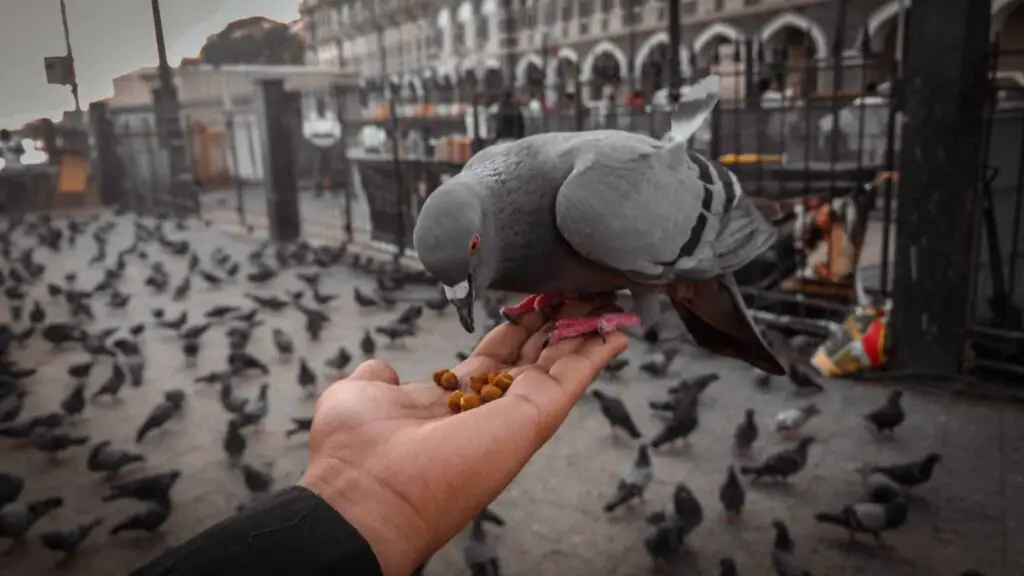 how to care for pigeons