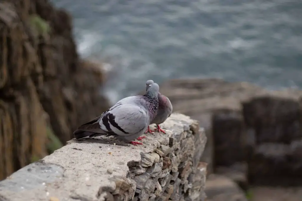 Pigeon kissing each other. Do they? | How do pigeons do sex or Mate?