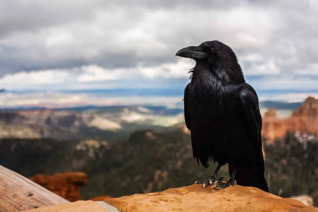 Crows Vs Ravens
