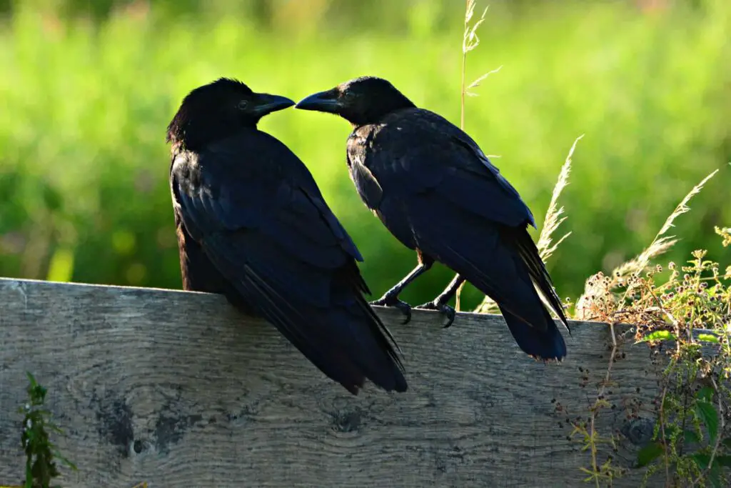 Are Crows Male or Female? | How do you identify a Male Crow from a Female?