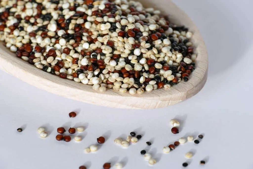Can Birds Eat Quinoa? Shall I Feed Them Quinoa?