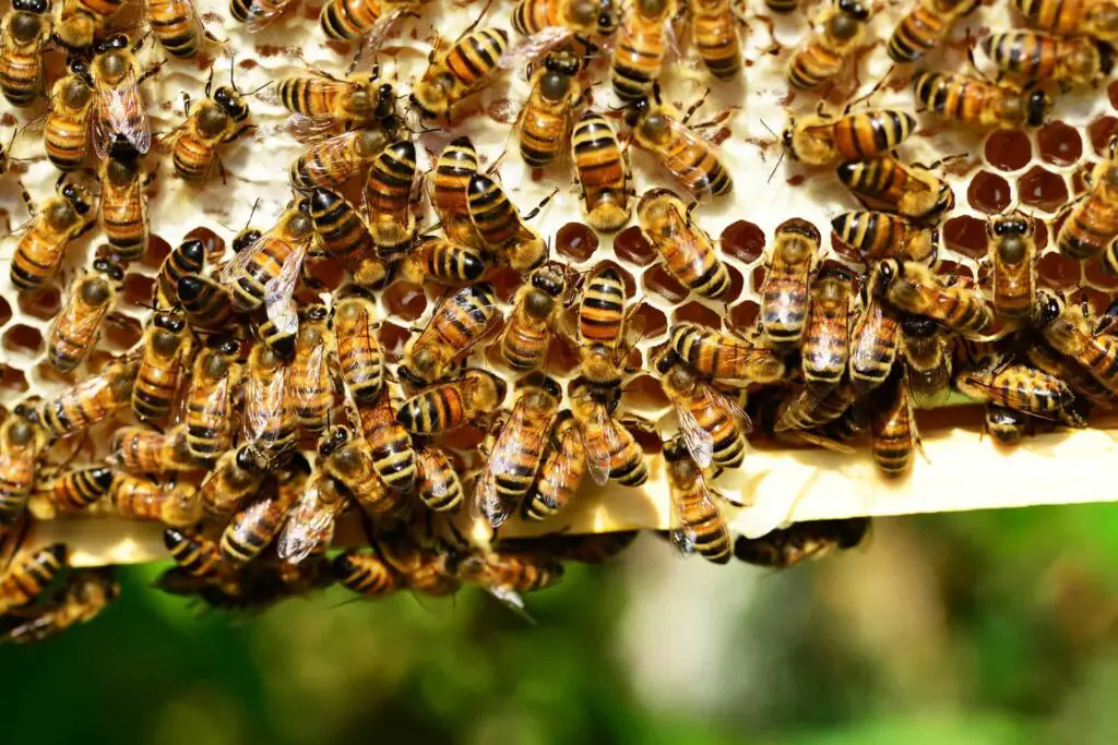 Do Birds Eat Bees and Wasps? | What is the story about birds and bees?