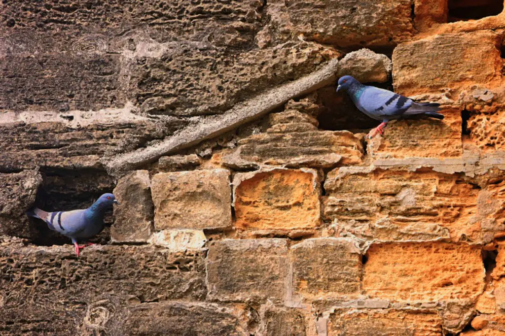 facts about pigeons