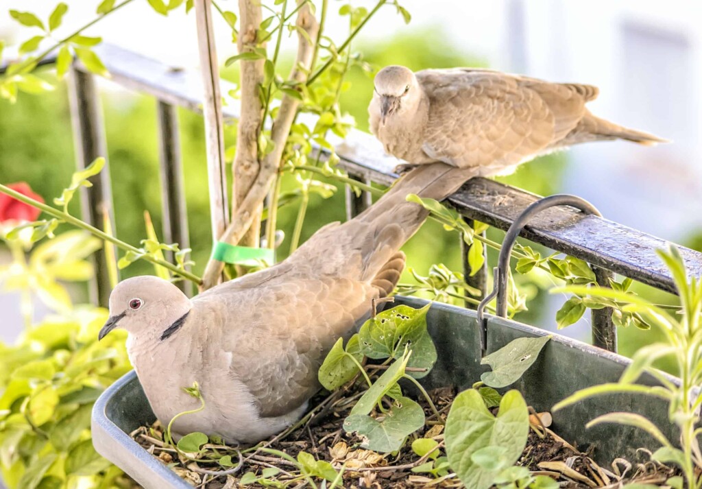 How to keep birds off my porch? | Best ways to keep birds away.