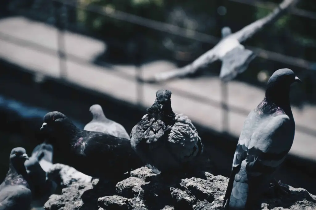Pigeon Paramyxovirus Treatment and Symptoms | WIll Pigeon Virus Spread in Humans