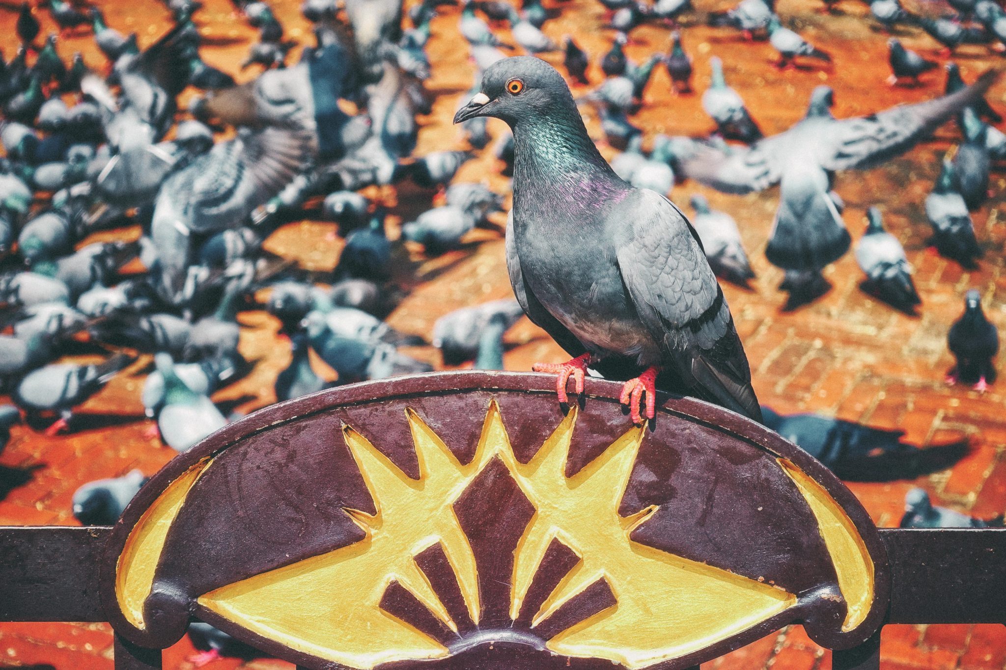 Pigeon Poop Disease Is Pigeon Poop toxic? What to do with pigeon poop?