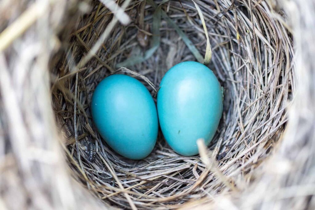 what birds lay blue eggs